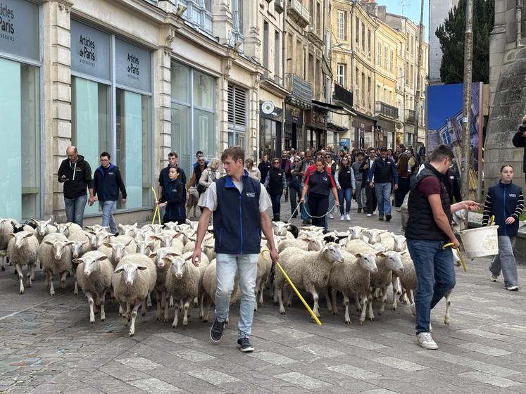 52 brebis ont déambulé à Poitiers pour annoncer le salon La Ferme s'invite.