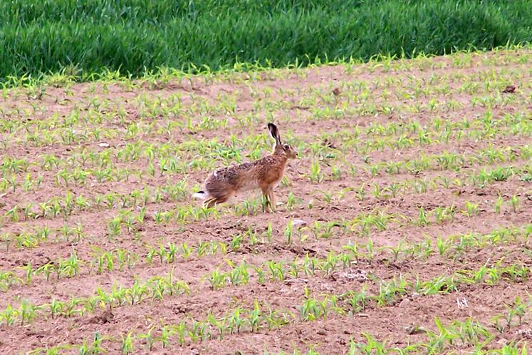 La chasse au lièvre est fermée sur certains territoires de Charente-Maritime.