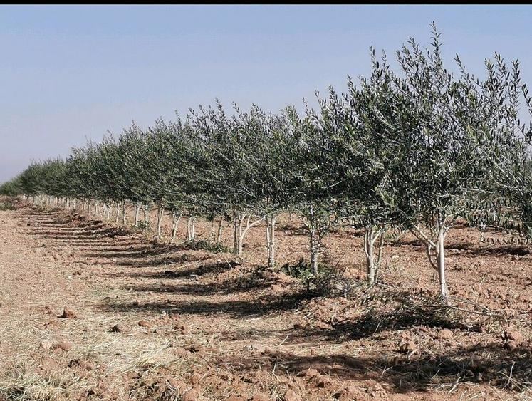 Les vergers d'oliviers sont mis en palissage, comme des vignes.
