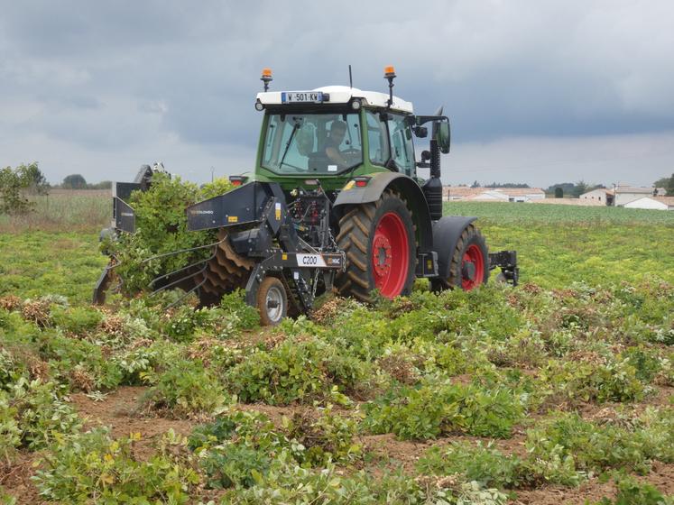 La récolte de cacahuètes a débuté le 7 octobre.