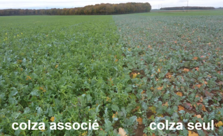 Différence entre un colza associé à une légumineuse et un colza non associé.