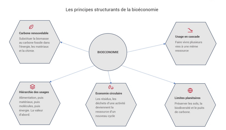 Les principes structurants de la bioéconomie