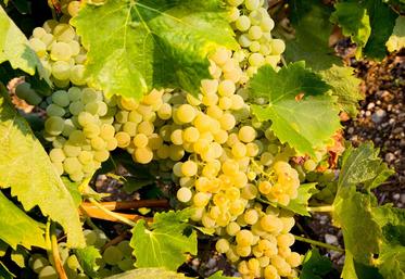 Le potentiel de production de la récolte 2021 s’élève à 867 312 hl AP, soit un rendement de 10,77 hl AP/ha, dans la moyenne décennale.