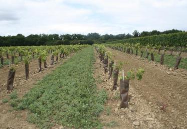 Les plantations de vignes devraient se multiplier dans la région délimitée.