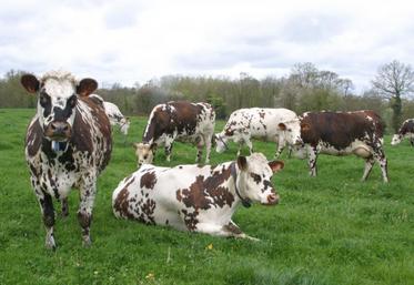 «Il faut faire rentrer l’argent, soit en assurant la production tout en maîtrisant les charges, soit en valorisant davantage le litre de lait à travers des débouchés plus rémunérateurs.»