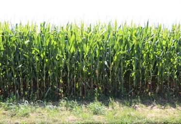 La Chambre d'agriculture va dresser le bilan des ressources en fourrage sur le département.