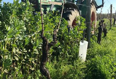 La destruction des engrais verts doit être réalisée 1 à 2 mois avant la floraison de la vigne, soit de fin mars à mi-mai.