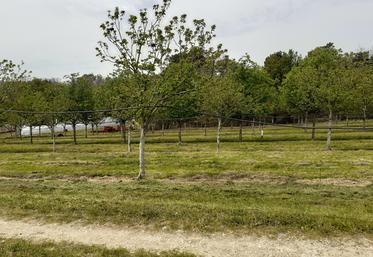 Le châtaignier aime les sols riches, profonds, filtrants, peu argileux, modérément sableux et non calcaire.