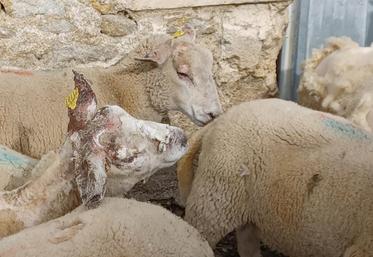 La rentrée en bergerie est obligatoire pour les brebis atteintes d’eczéma facial.