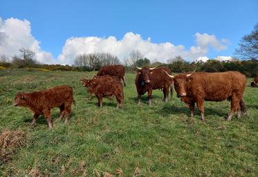 À la ferme des bouviers de Saint-Hilaire-en-Woëvre dans la Meuse, les colliers sont juste utilisés en tant que GPS sur les animaux en extérieur.