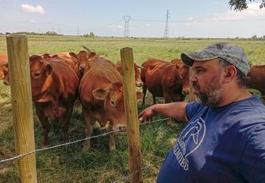 Le troupeau de limousines de Sébastien Brochet est resté sur des parcelles avoisinantes à son exploitation, afin de pouvoir accéder facilement à l’eau qui se fait rare dans les fossés. 