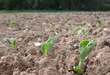 Il est important de respecter les densités de semis selon les sols pour limiter les risques de maladie.