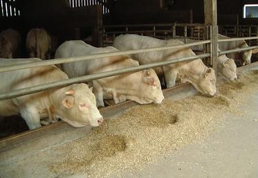 Bovin viande engraissement