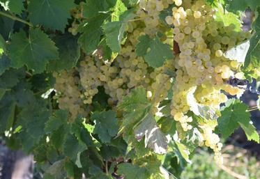 Les syndicats viticoles trouvent la charte de bon voisinage de Charente-Maritime insuffisante.