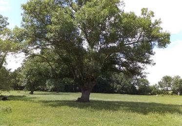 Une série d’étapes étant à prévoir avant la signature d’un contrat, il est conseillé aux exploitants de se rapprocher rapidement des conseillers de la Chambre interdépartementale d’agriculture de la Charente-Maritime et des Deux-Sèvres.