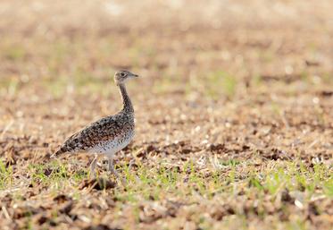 Outarde canepetière femelle.