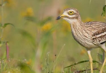 L’œdicnème criard, quoique méconnu, est bien présent dans nos plaines. 
