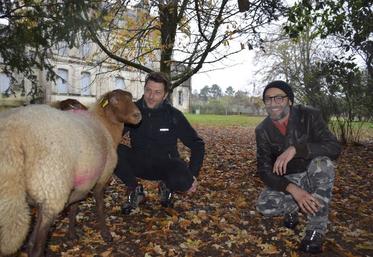 Fabrice Moiteaux et Mathieu Jobit avec leurs brebis.