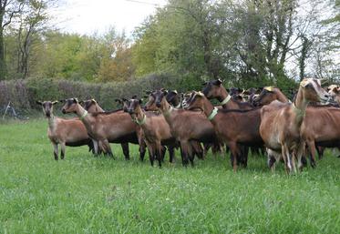 La marge brute de l’atelier caprin est restée similaire entre 2020 et 2021.