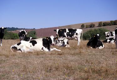 Prairies fauchées comme pâturées ont été impactées par la sécheresse du printemps-été (Photo d’illustration).