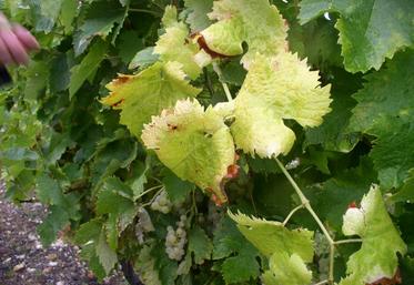Un pied de vigne touché par la flavescence dorée.