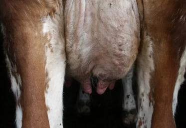 Exemple d’animal touché par la besnoitiose : la peau est épaissie, craquelée par endroits, et sèche.