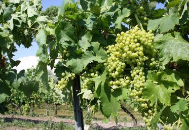 Selon Bernard Farges (CIVB), « ce plan donne un signal, une orientation ».