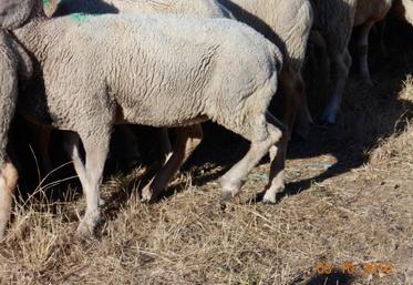 La nouvelle myiase est déjà active avec de l’avance cette année dans le sud de la Vienne et autour de Brillac en Charente.