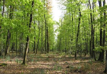Si le marché des parcelles forestières a gagné en dynamisme ces dernières années, la recherche d'un notaire pour valider la vente est devenue plus ardue.