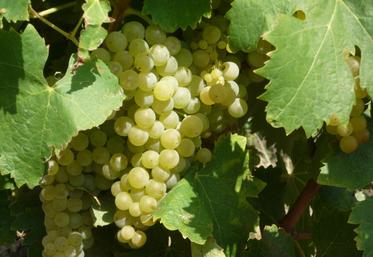Le vignoble de cognac est engagé dans le Plan National Dépérissement du vignoble depuis 2016. La Station viticole du BNIC y contribue.