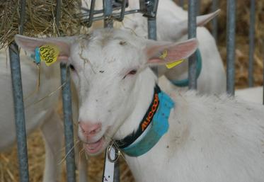 Chèvres, deux-sèvres, génétique