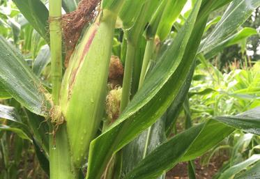 Culture de maïs, Deux-Sèvres.