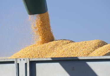 Moisson, grain de maïs