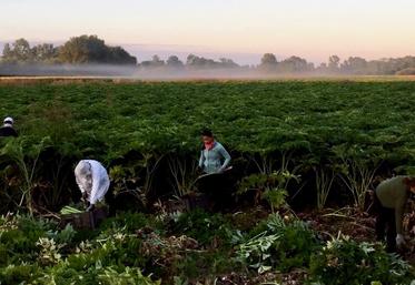 Cueillette d'angélique au lever du jour