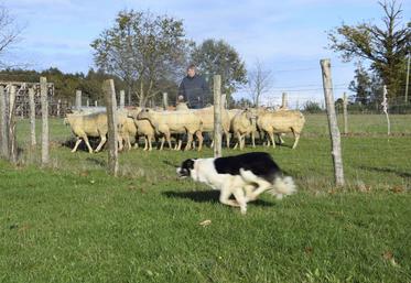 Frédéric Vespreet, éleveur de vaches limousines à Etagnac, avec son chien Tokyo.