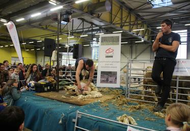 Pendant le salon, chaque jour, 10 agnelles venant de l'élevage de Philippe Berger, à Nieuil L'Espoir, ont été tondues.