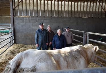 Derrière l'une des deux génisses que le Gaec présentera au concours (de gauche à droite) : Laurent Allard (éleveur de charolaises), Jean-Michel Ayrault et Joël Denis (vice-président et président de l'Apocab), Damien Allard (jeune installé sur la ferme familiale).