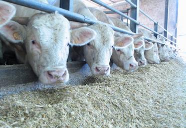 "Il faut des rations efficientes", dit Jean-Jacques Bertron, de l'Institut de l'élevage. "Le coût du kg de croît est un bon indicateur."