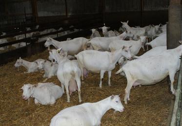 Dans les chèvreries, le climat économique s’est détendu.