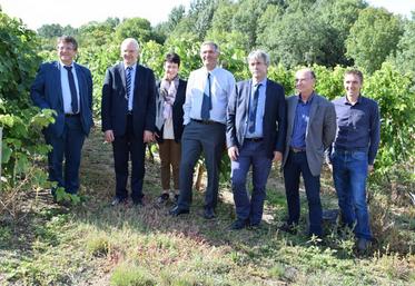 Le BNIC, l’Inra et l’IFV ont développé des cépages résistants. Quatre individus devraient être inscrits au catalogue vers 2022.