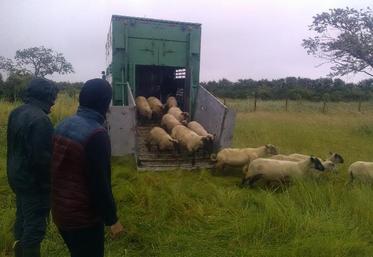 350 brebis sont arrivées, le 5 juin, dans les marais de Talmont-sur-Gironde.