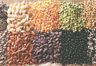 Les semences françaises se placent au premier rang européen.