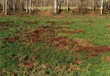 Les dégâts de sangliers touchent notamment les prairies.