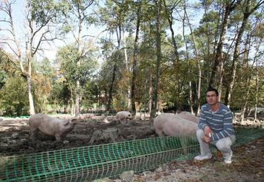Jérémie Pelette élève ses porcs en plein air, dans les bois.