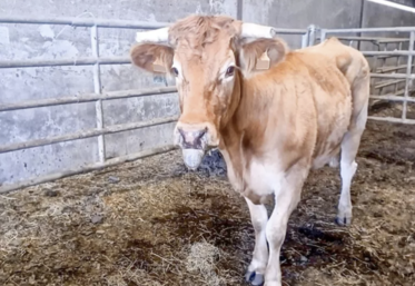 Les moucherons, vecteurs de la maladie, piquent les parties molles des animaux. La langue pendante est ainsi un signe d'infection. Toutefois, les symptômes sont les mêmes que ceux de la FCO.