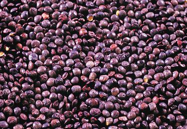 © Inra - Christophe Maïtre