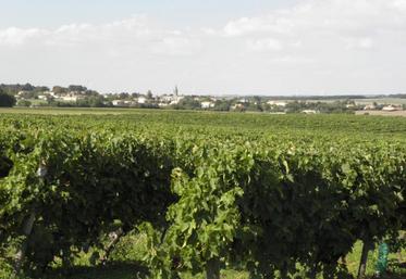 Dans l’immédiat, une disposition juridique mettant un terme aux transferts de vignes et, à long terme..