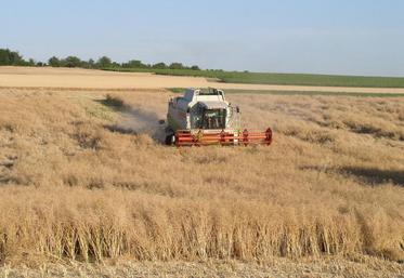 Avec le gel, la sécheresse et des cours toujours bas, l’année reste encore compliquée pour les céréaliers.