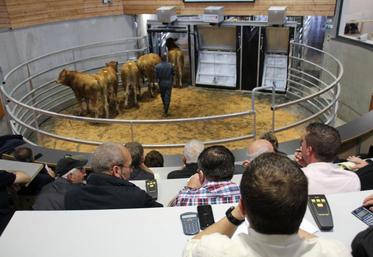 «Dans le contexte actuel, le marché au cadran est indispensable, car c’est la référence pour le prix», confie Jean-Marc Guillot.