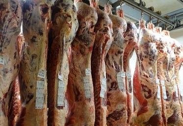 Les animaux inscrits au concours de Tonnay-Boutonne à l'abattoir de Surgères.